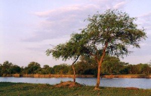 Manejo De Agua Y Bosque 1