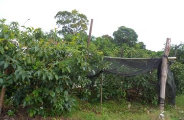 planta con tejido