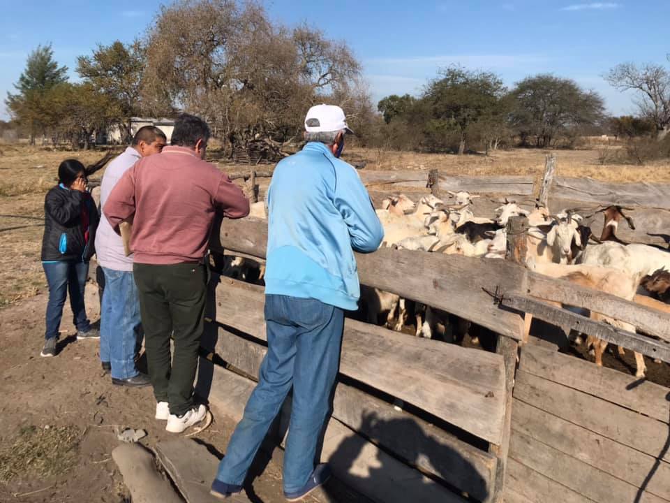 Pisear gente y cabras