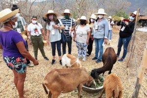 Intercambio mujer animales grupo