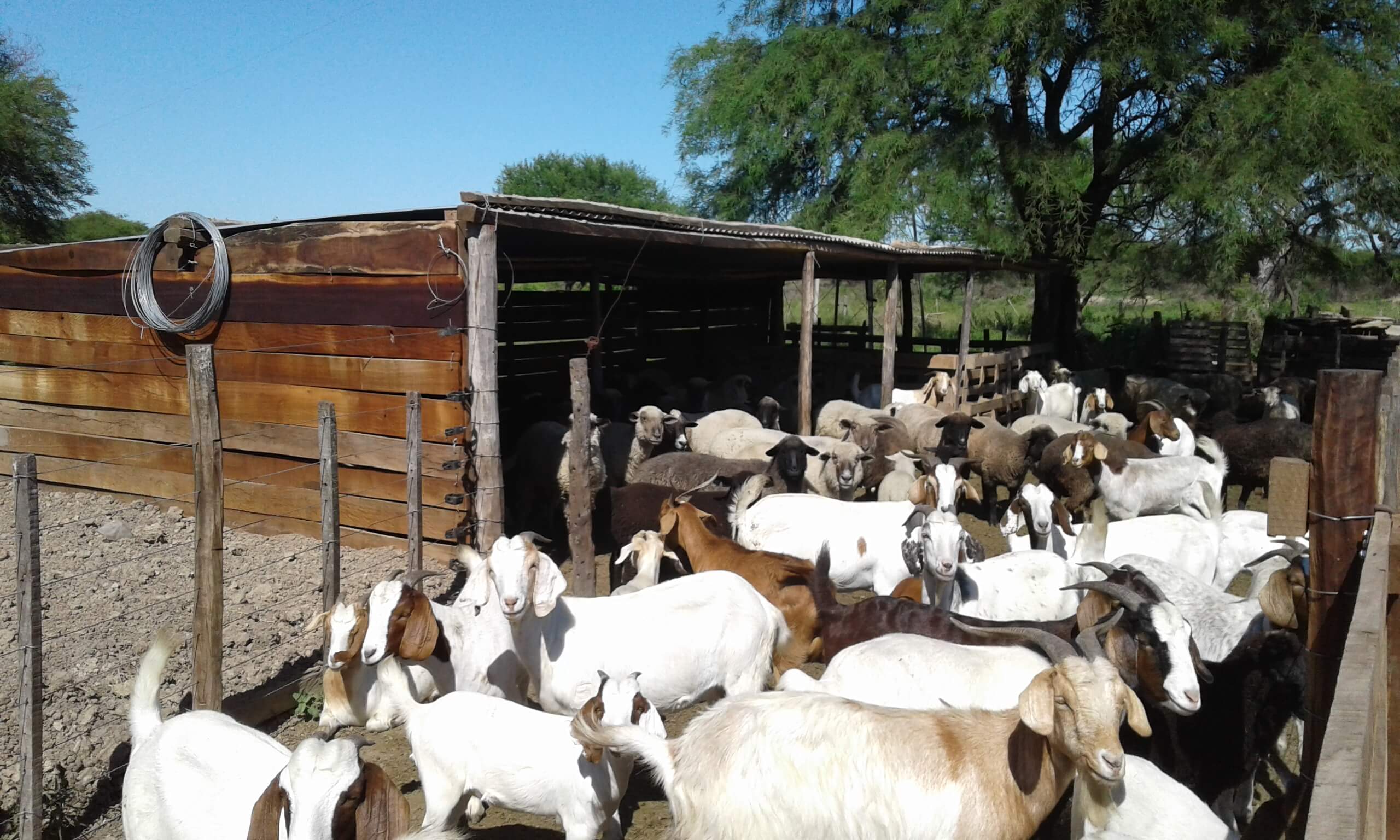 cabras corral