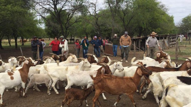 productores y cabras