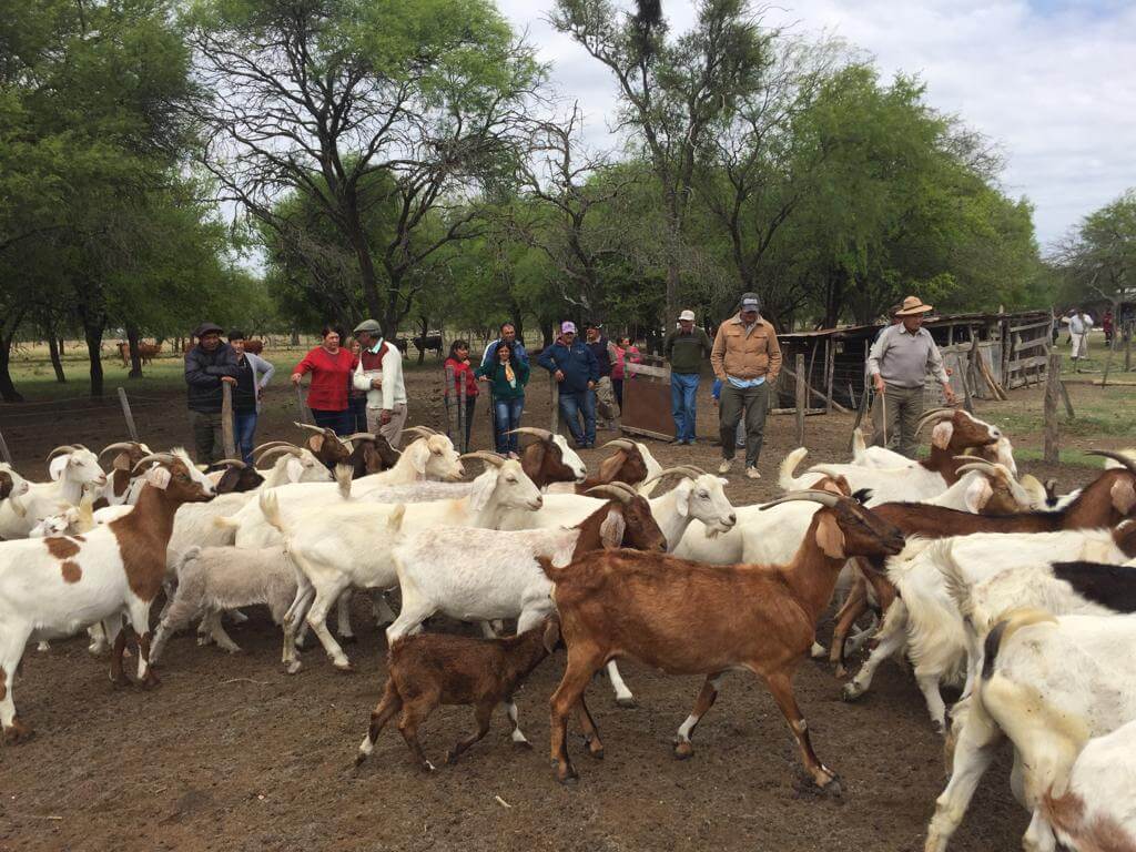productores y cabras