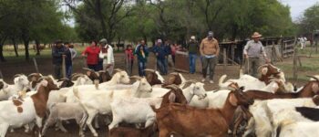 Jornada capacitación manejo caprino (1) Jornada capacitación manejo caprino (1)