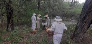 apicultura Santa Victoria