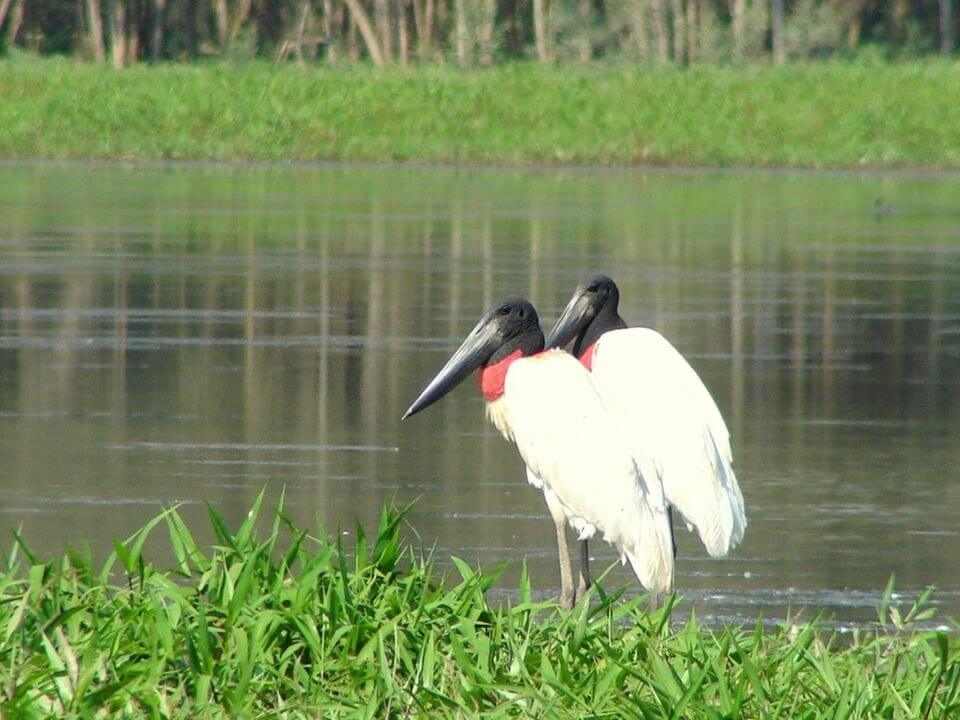 aves río Bermejo