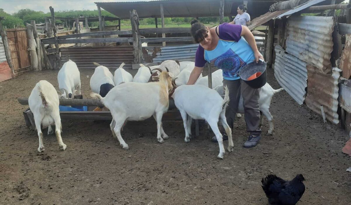 Apoyanos - Pequeños productores ganaderos Apoyanos - Pequeños productores ganaderos