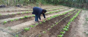 FUNDAPAZ-mujer mangueras riego huerta FUNDAPAZ-mujer mangueras riego huerta